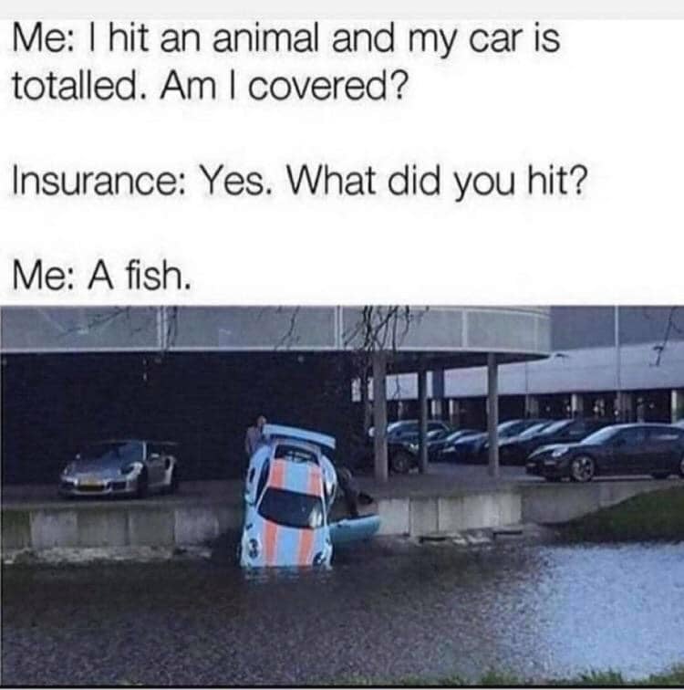 Car hit fish.jpg